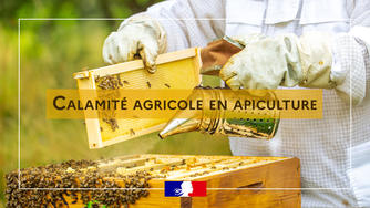 Calamité agricole en apiculture - excès de pluviométrie du 15 juin au 14 juillet 2021