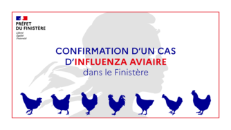 Influenza aviaire : Un foyer confirmé dans le Finistère le 2 avril 2022
