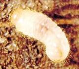 larve de lyctus